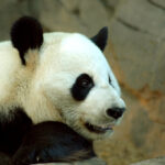 Giant pandas Atlanta