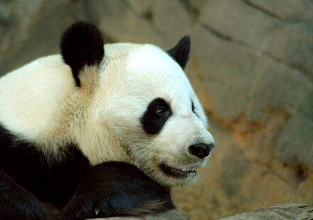 Giant pandas Atlanta