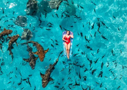 hidden life of sharks
